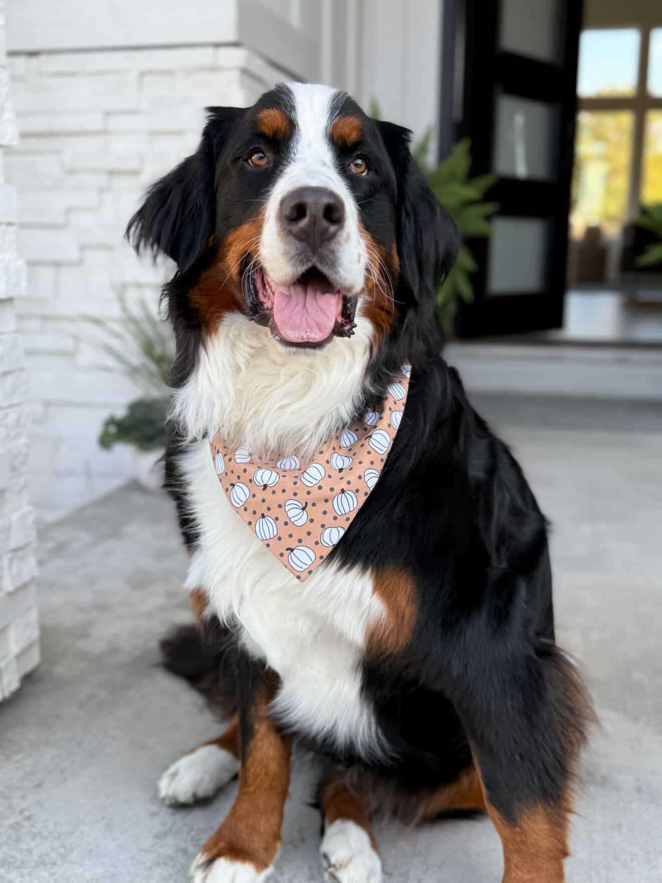 Whimsical Pumpkin & Polka Dot Scarf