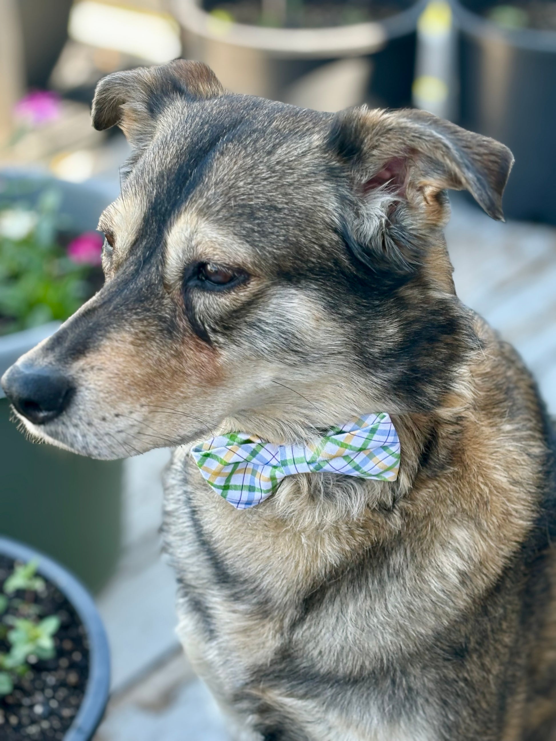 Brown dog in garden wearing a bow tie with yellow, green and blue plaid.