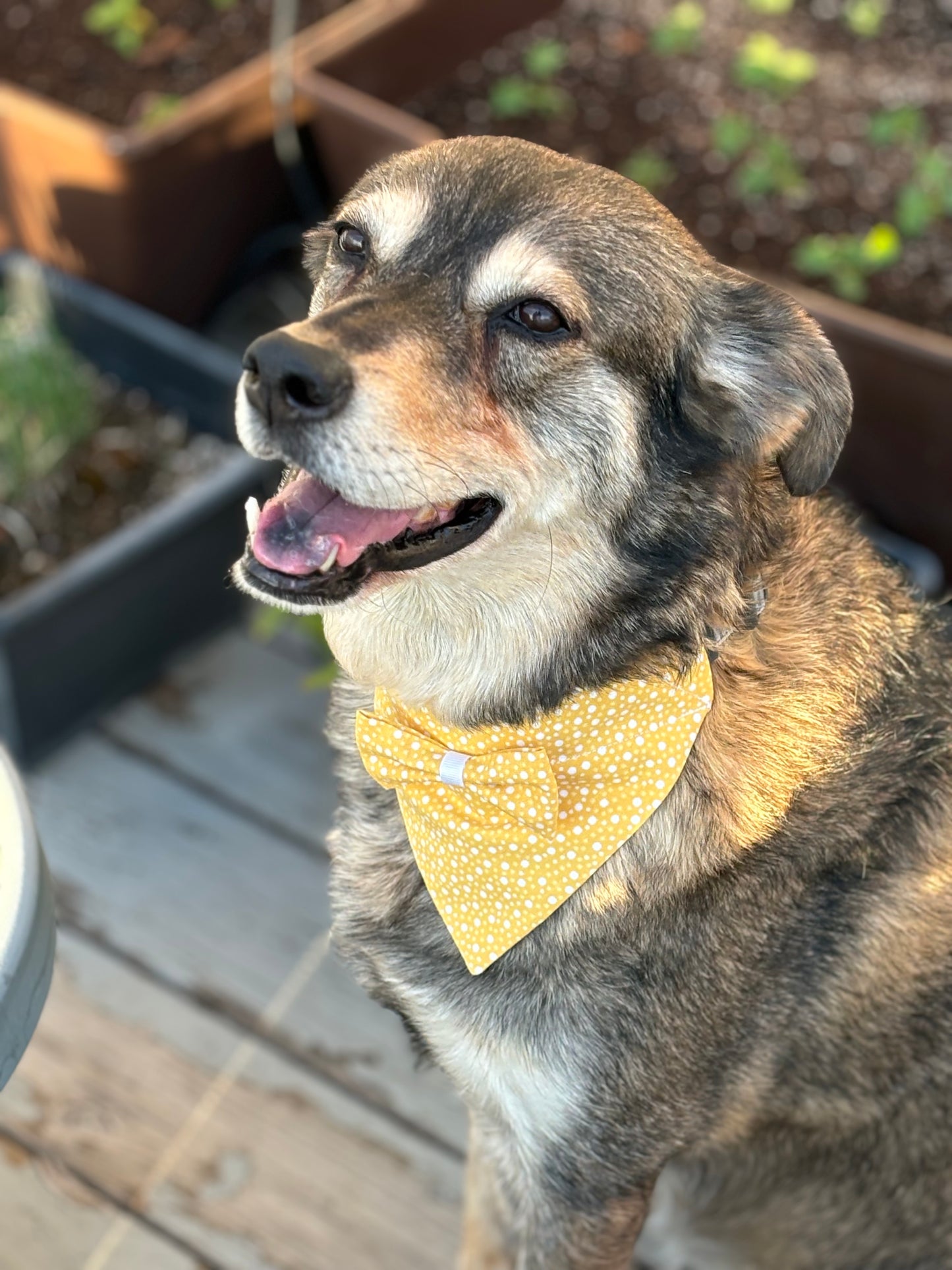 Best in Show! Summer Yellow Pet Scarf with Bow