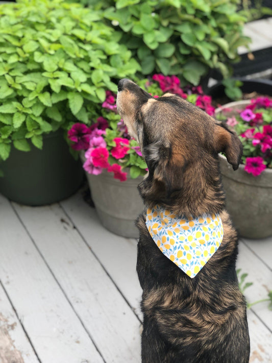 Lemon Print Pet Scarf