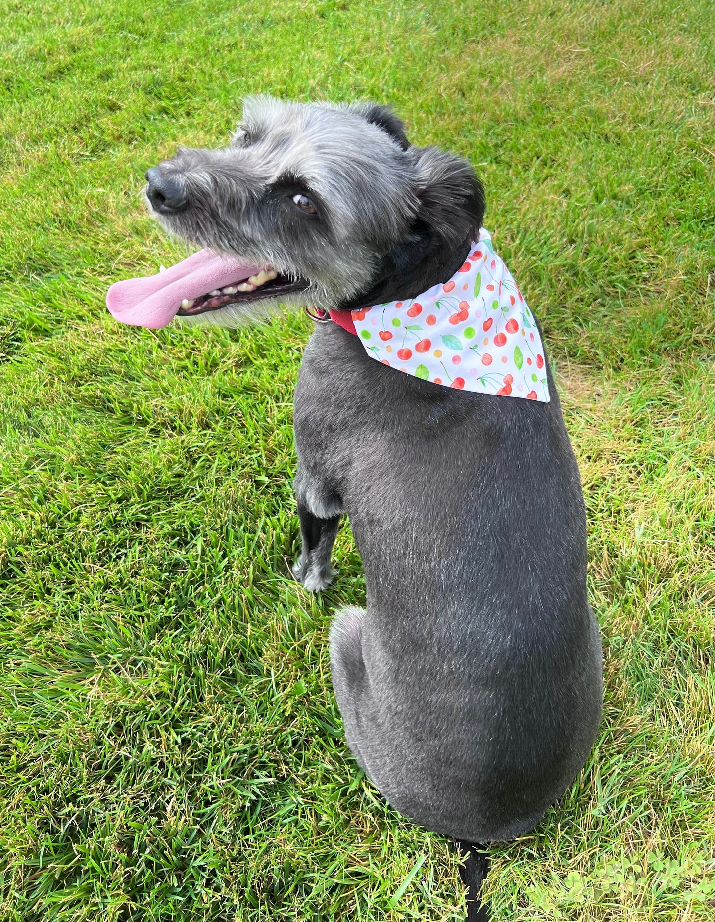 Cherries, Poppies and Plaid Pet Bows, Pet Scarves,  Pet Bow Tie, Pink, Over the Collar, Pet Bow, Pet Bandana, Dog Bandana, Fruit, Flowers,