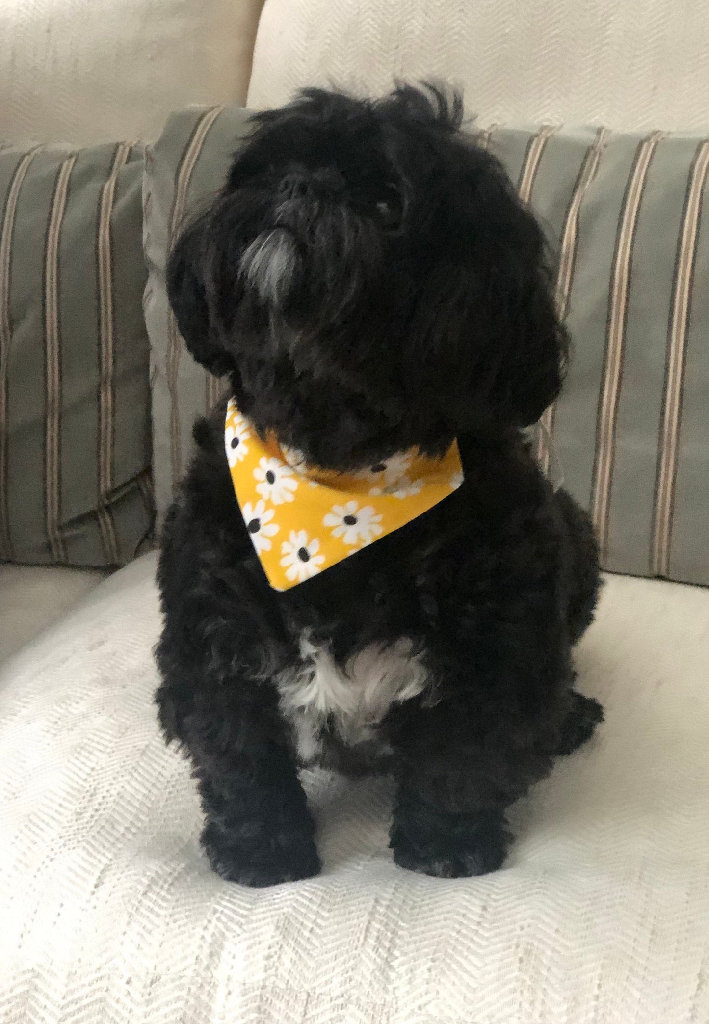 Daisies and Plaids for Pets, Pet Scarf, Pet Bandana, Over-the-Collar, Flowers, Daisies, Plaid, Pink, Yellow, Gift for Pets, Dog Bandana