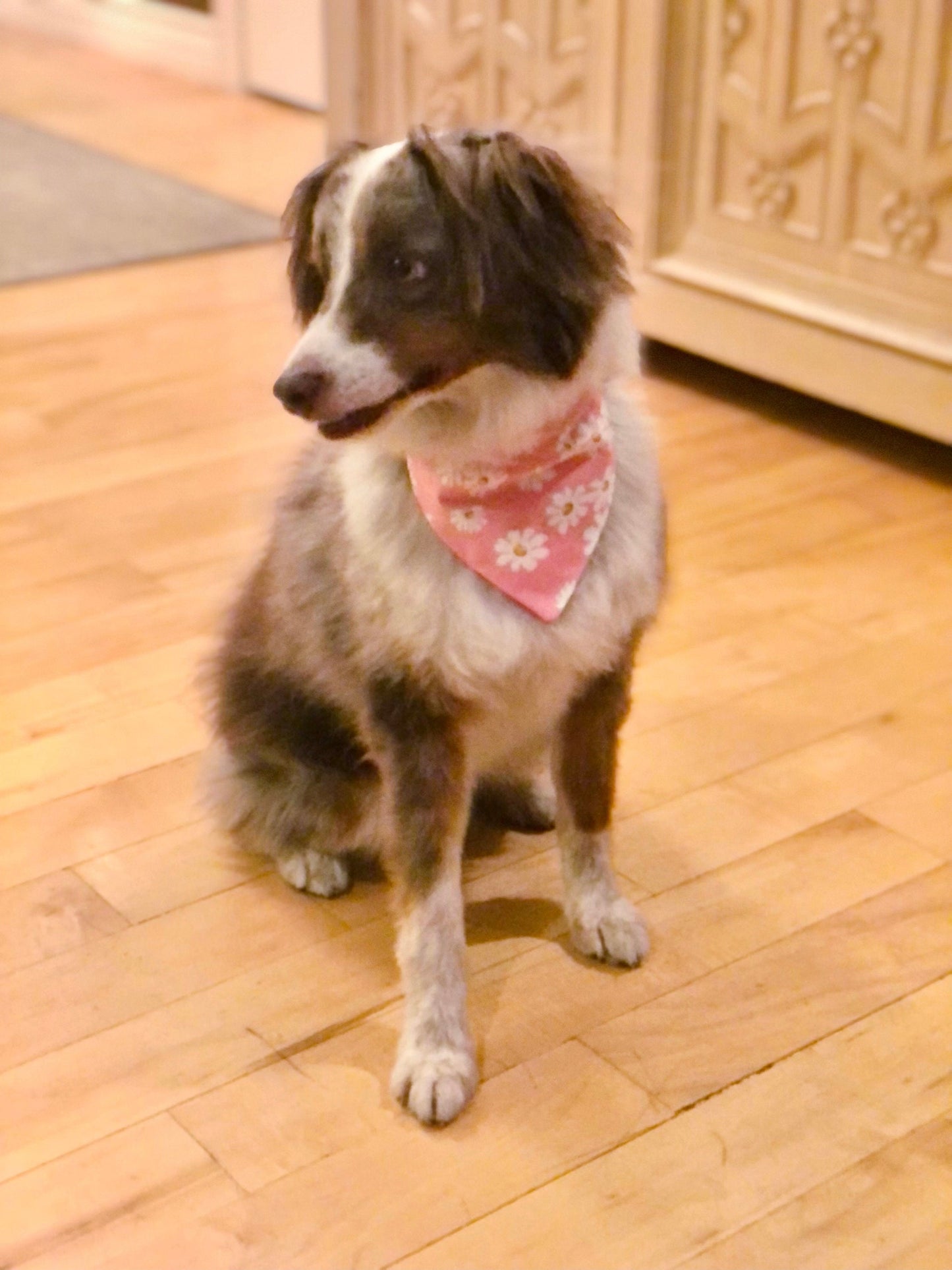 Daisies and Plaids for Pets, Pet Scarf, Pet Bandana, Over-the-Collar, Flowers, Daisies, Plaid, Pink, Yellow, Gift for Pets, Dog Bandana