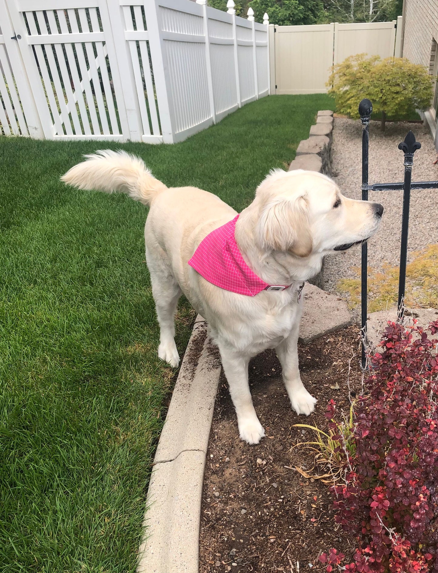 Daisies and Plaids for Pets, Pet Scarf, Pet Bandana, Over-the-Collar, Flowers, Daisies, Plaid, Pink, Yellow, Gift for Pets, Dog Bandana