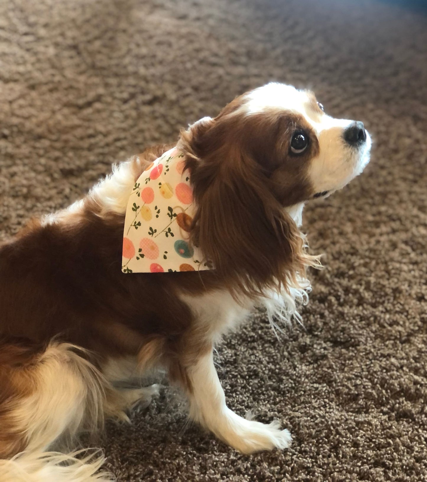Cherries, Poppies and Plaid Pet Bows, Pet Scarves,  Pet Bow Tie, Pink, Over the Collar, Pet Bow, Pet Bandana, Dog Bandana, Fruit, Flowers,
