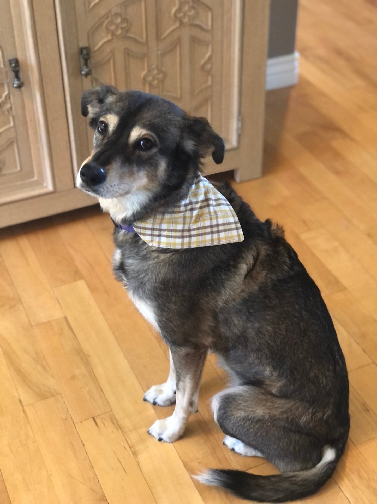 Daisies and Plaids for Pets, Pet Scarf, Pet Bandana, Over-the-Collar, Flowers, Daisies, Plaid, Pink, Yellow, Gift for Pets, Dog Bandana
