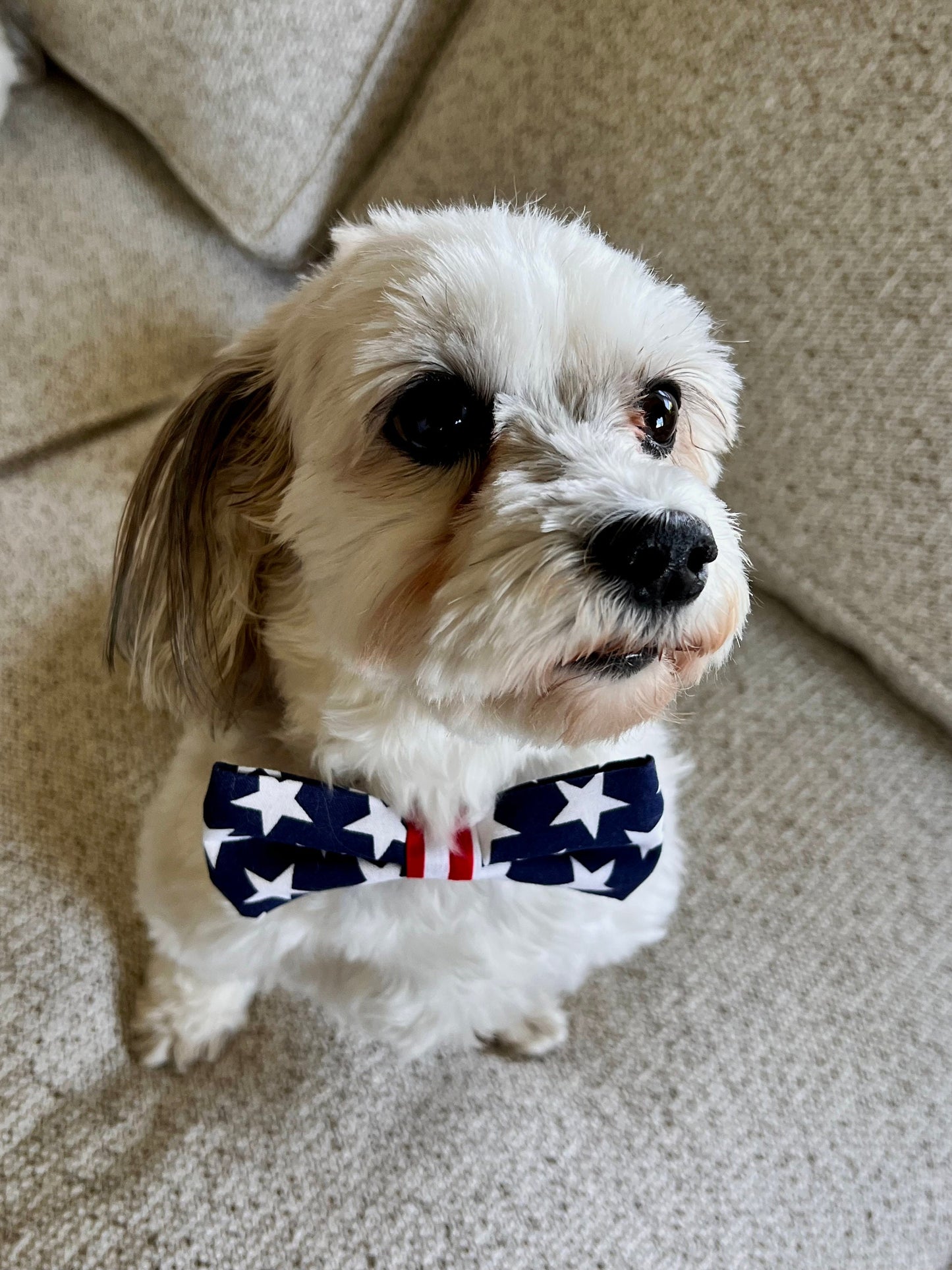 Stars and Stripes Small Pet Bow for all your Patriotic Events!