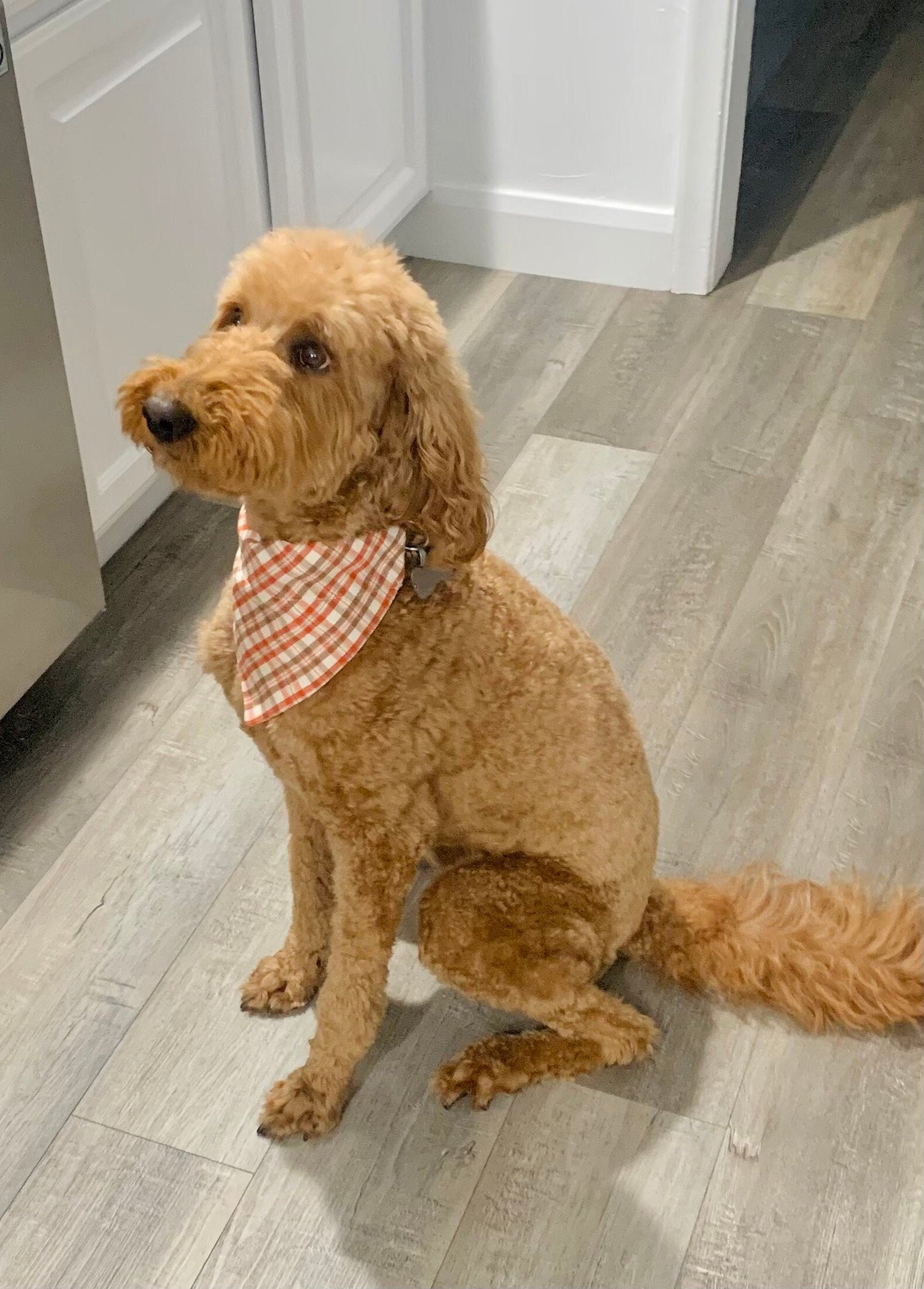 Essential Plaid Pet Scarves in Three Colors