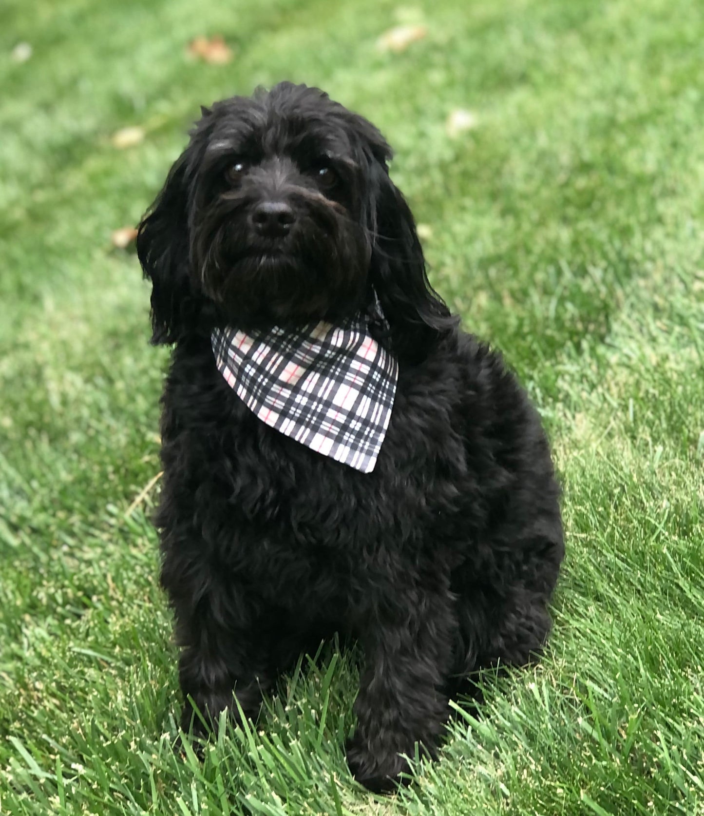 Red and Black Pet Scarves in Classic and Embellished Styles