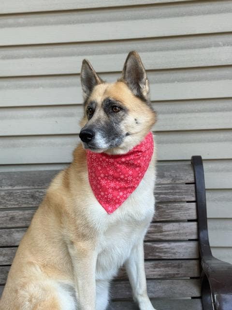 Snowflakes on Red in Scarves and Bows