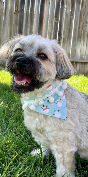 Silly Snowmen Pet Scarves and Bows