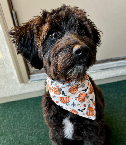 Halloween Bats and Pumpkins in Scarves and Bows