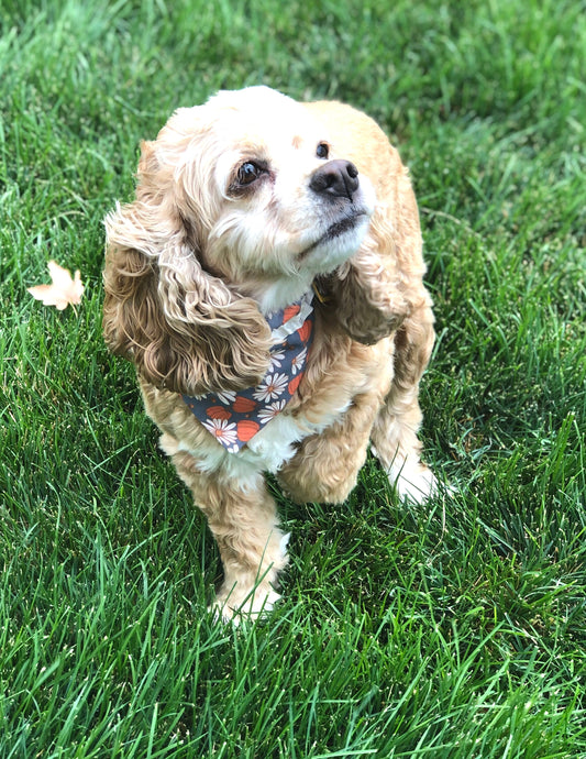 Pumpkins and Daisies - Fall's Perfect Pair!
