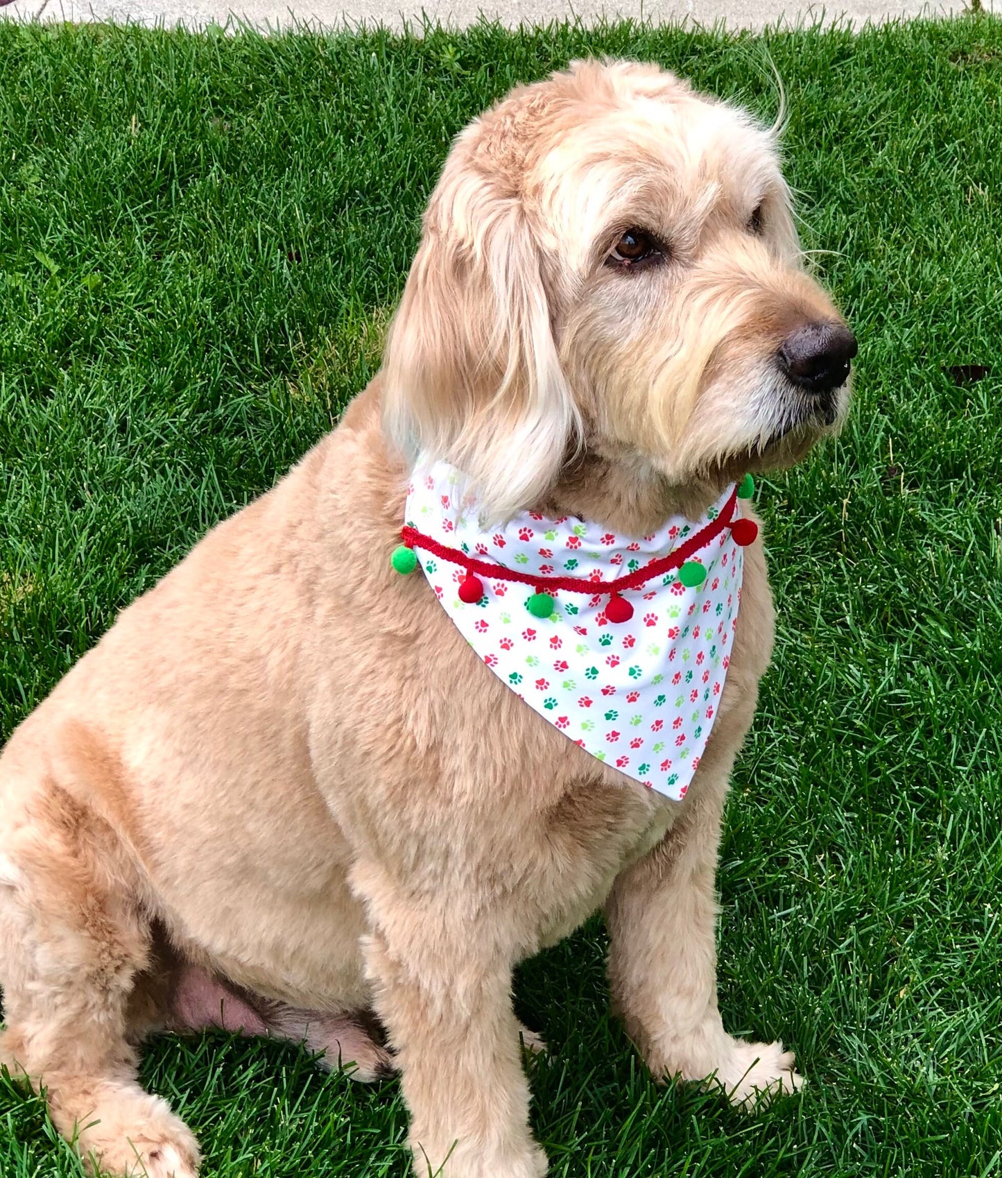 Pet Paws and Pom Poms in Scarves and Bows